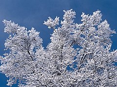 Snow Branches, Minnesota